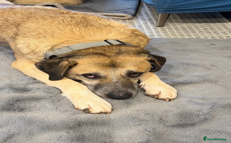 Mixed Breed dogs - Advert 7