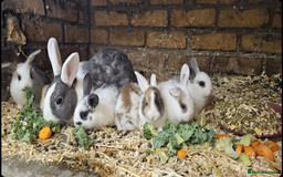 Mini Lop rabbits for sale: Baby bunnies  - Image 1