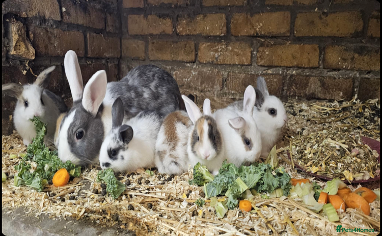 Mini Lop rabbits - Advert 2