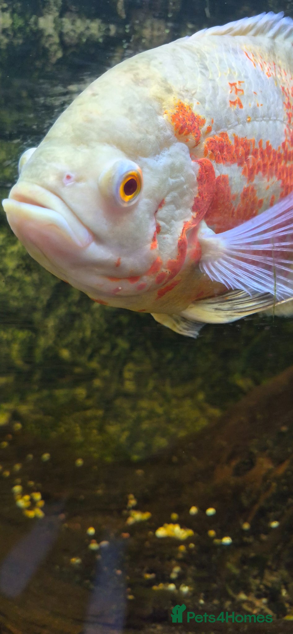 Cichlids fish X2 oscars - Advert 7