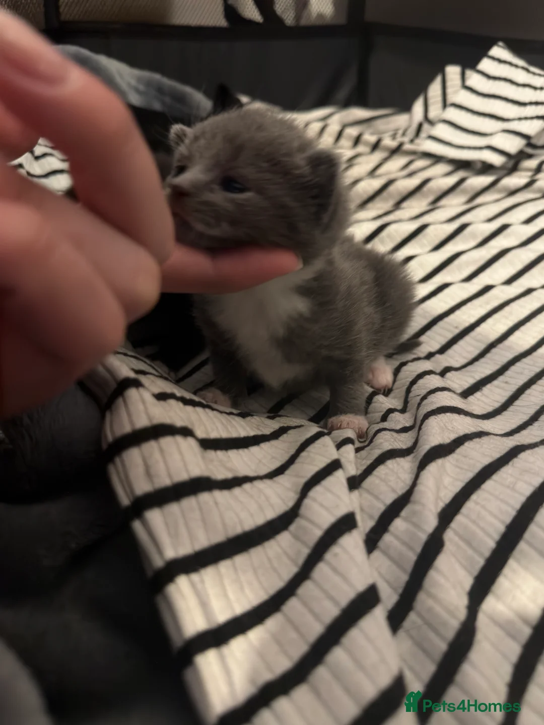 Mixed Breed cats for sale: Rare Grey Kitten  in London - Advert 2