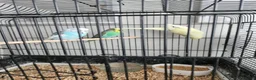 Budgerigars birds for sale: Budgies available now 🐦🐦‍⬛🦜🦚 - Advert 7