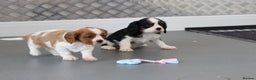 Cavalier King Charles Spaniel dogs for sale: Cavalier King Charles Puppies for sale - Advert 31