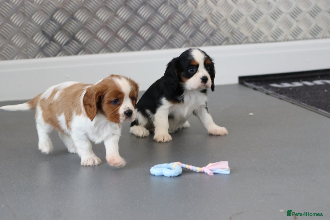 Cavalier King Charles Spaniel dogs for sale: Cavalier King Charles Puppies for sale - Advert 31