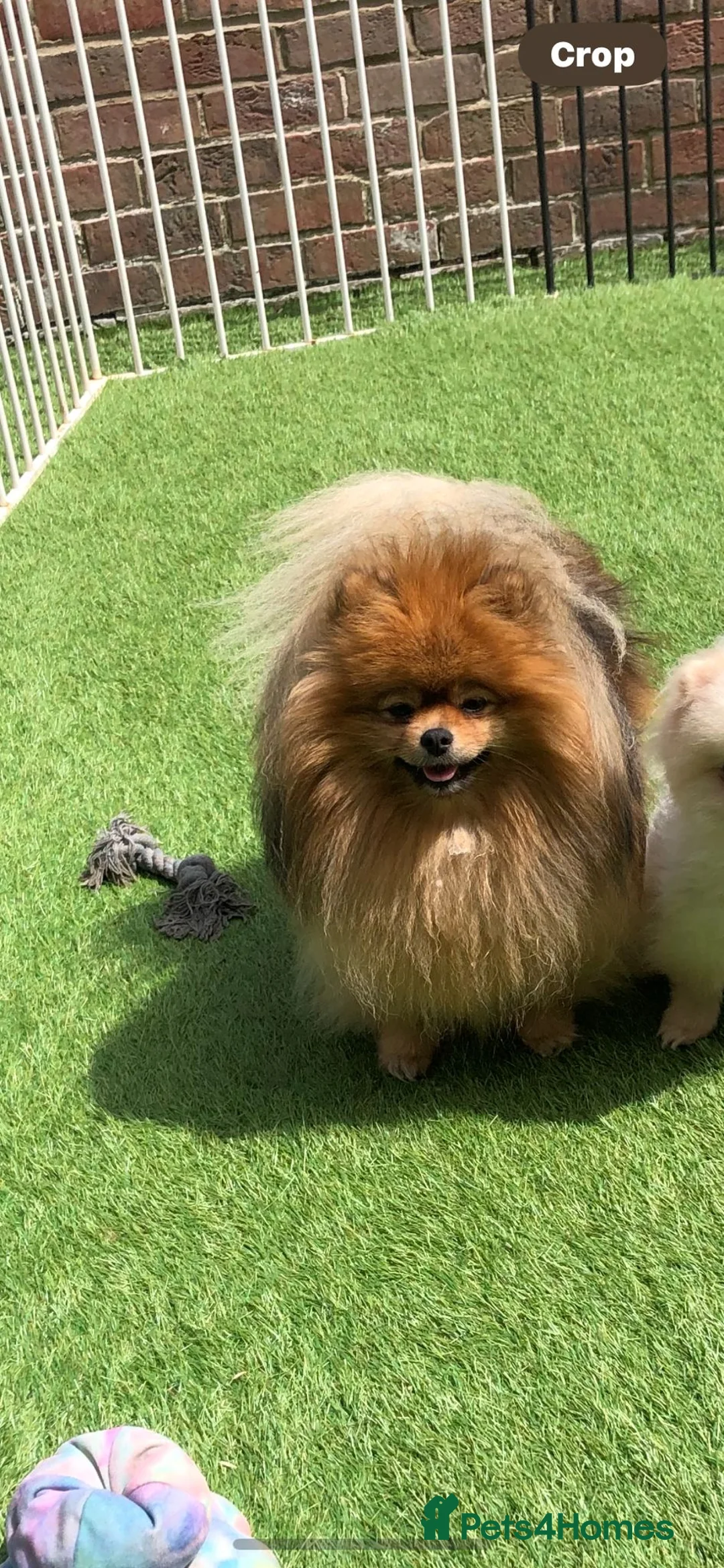 Pomeranian dogs for sale: Last kc reg girl available 5 half months old  ❤️ - Advert 12