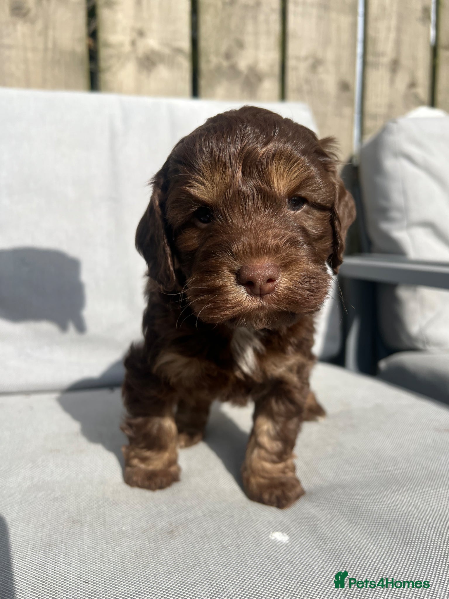 Cockapoo dogs ** only 3 Stunning Healthy F1 Cockapoos ** - Advert 1