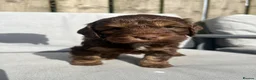Cockapoo dogs for sale: ** 2 stunning Healthy F1 Cockapoos ** - Advert 4