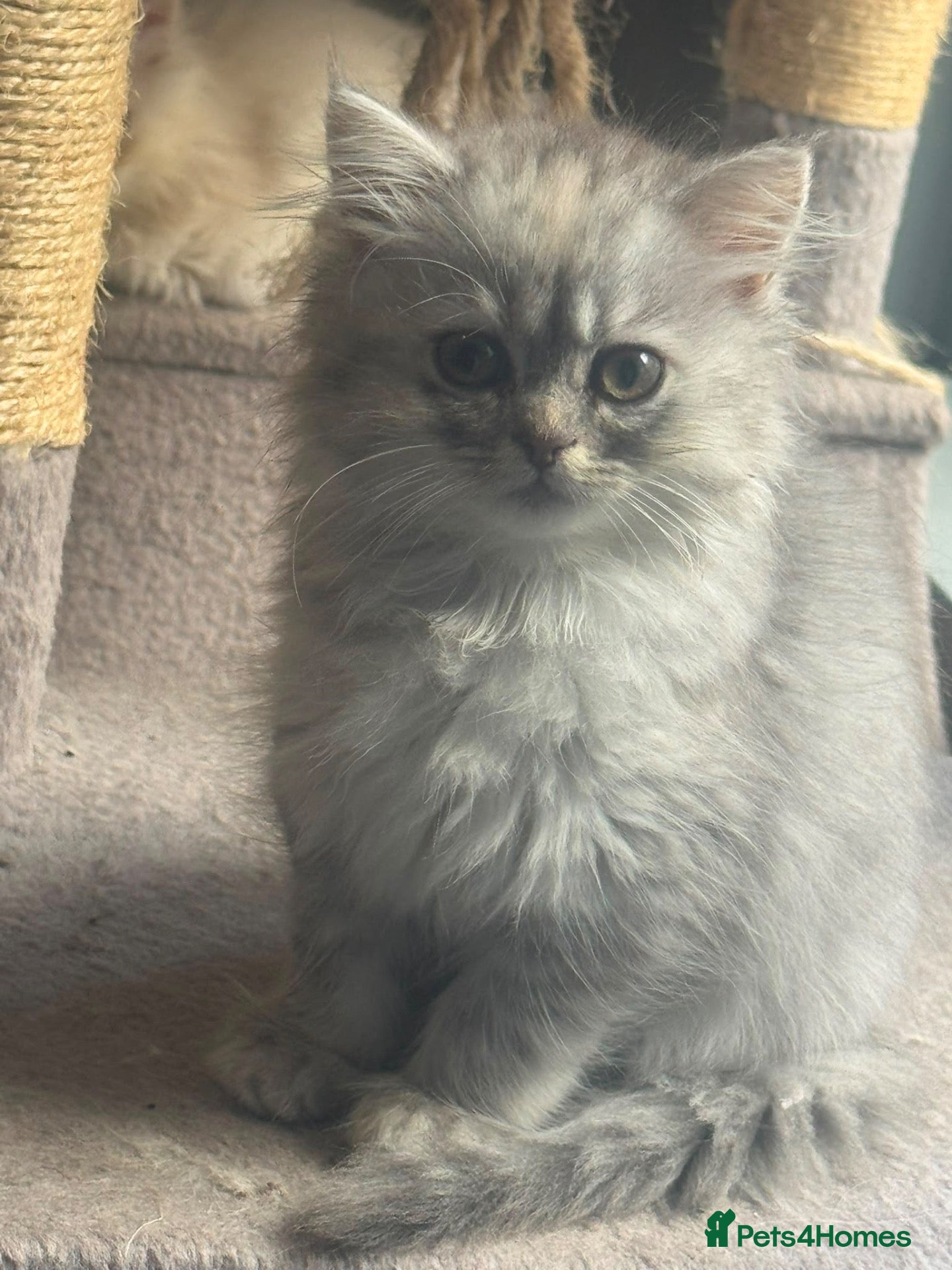 Persian cats Beautiful long haired Persian Kittens - Advert 2