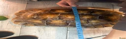 Tortoise reptiles for sale: African sulcutta  - Advert 3