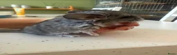 Chinchilla rodents for sale: BEAUTIFUL BABY GIRL - Advert 6