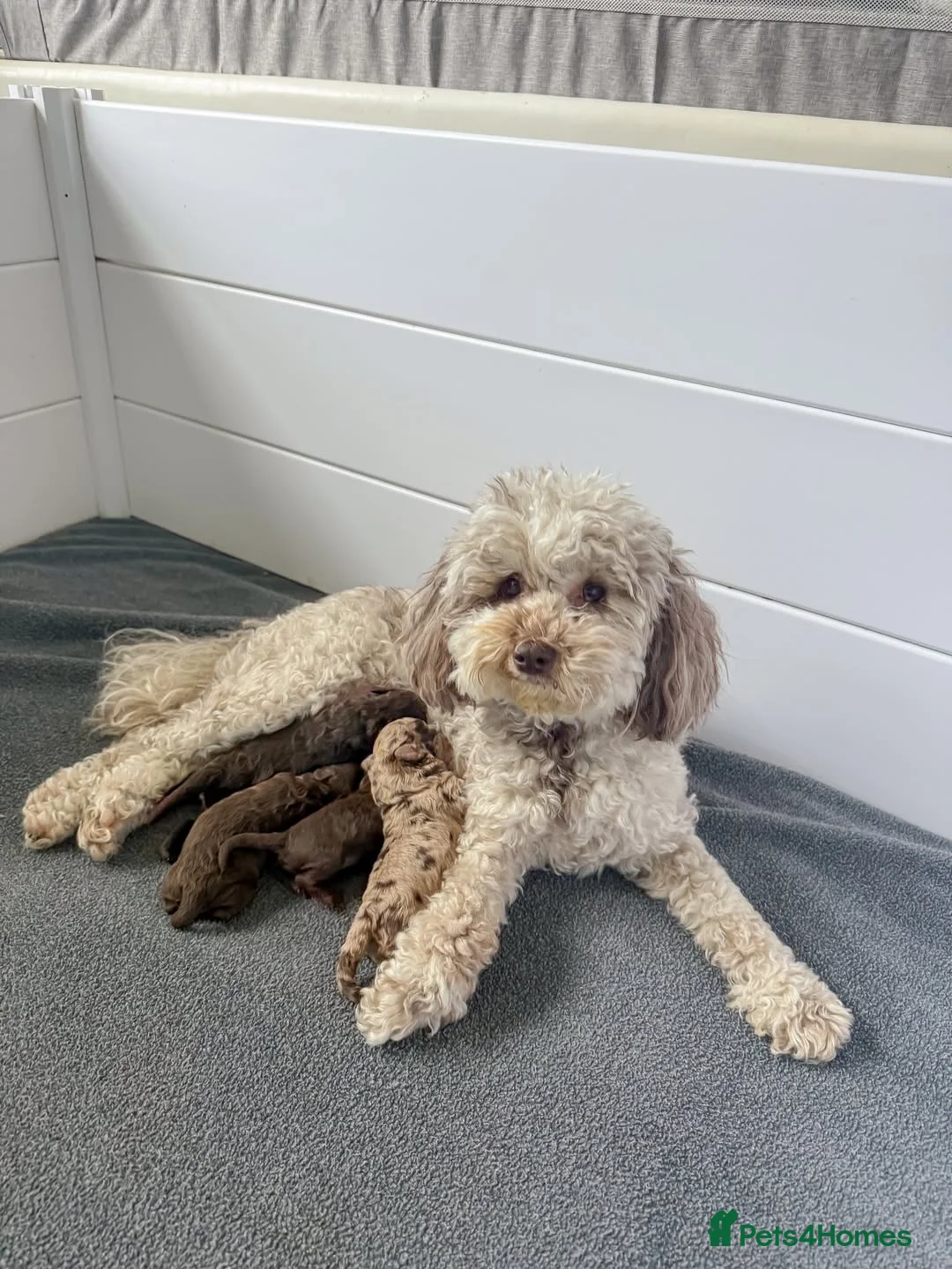 Cockapoo dogs for sale: Quality, Home Raised & Ready for Loving Homes 🐾 in Deal - Advert 11