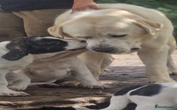 Central Asian Shepherd dogs for sale: Beautiful Alabai Mastiff puppies  in Pulborough - Image 21