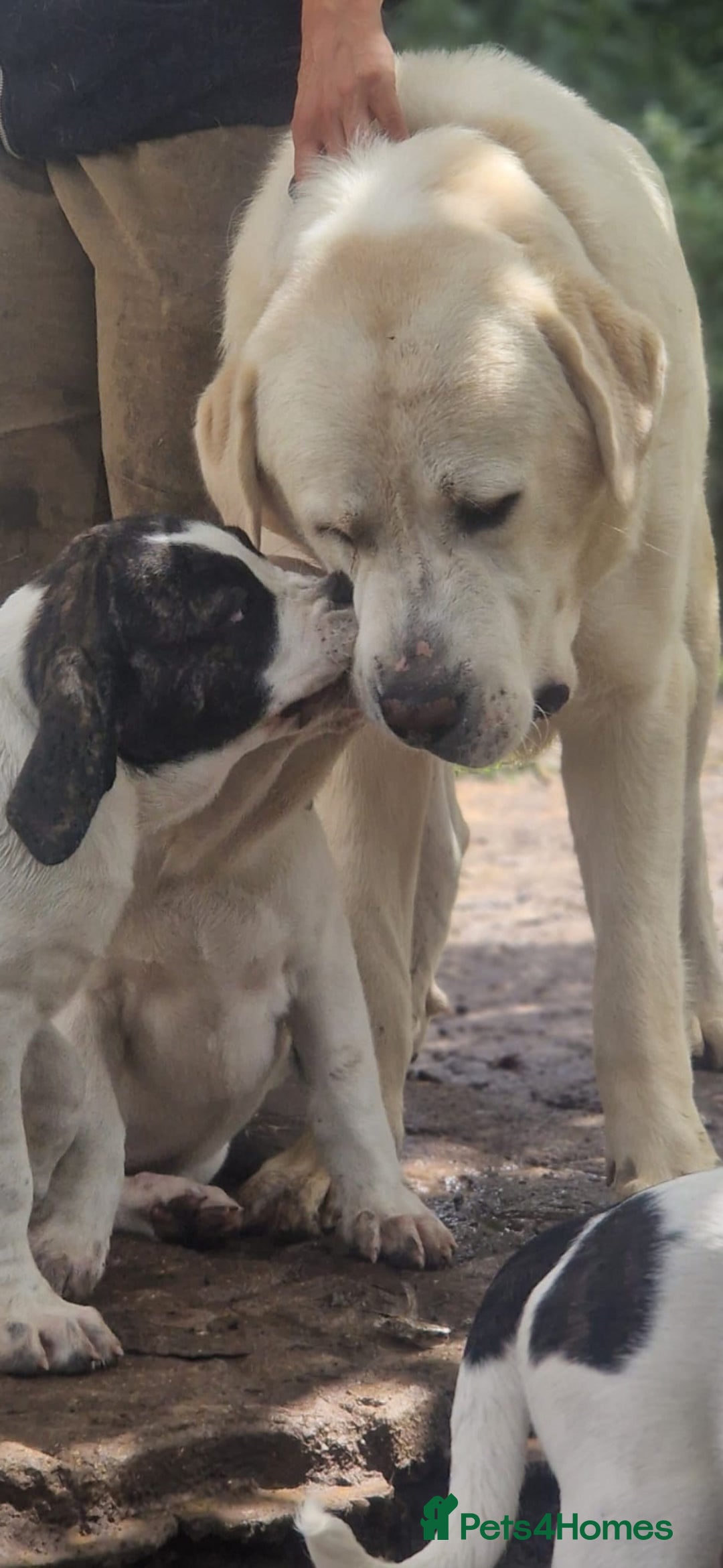 Central Asian Shepherd dogs for sale: Beautiful Alabai Mastiff puppies  in Pulborough - Image 21