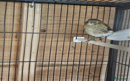 Canaries birds for sale: Canarys  - Image 4