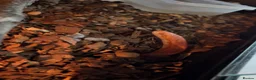 Corn Snake reptiles for sale: BEAUTIFULLY TAME CORN SNAKE  - Advert 2