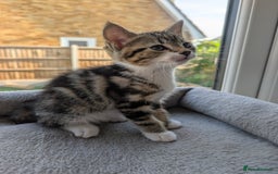 Domestic Shorthair cats for sale: Super stunning kittens - Image 21