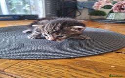 Mixed Breed cats for sale: 🐾 Adorable Kittens Looking for Loving Homes! 🐾 - Image 6