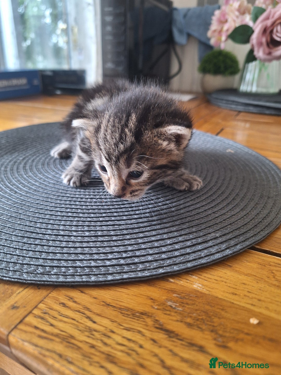 Mixed Breed cats for sale: 🐾 Adorable Kittens Looking for Loving Homes! 🐾 - Image 6