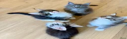 Maine Coon cats for sale: ⭐️⭐️GCCF Registered ⭐️⭐️ - Advert 6
