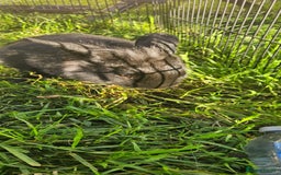 Netherland Dwarf rabbits for sale: 💫💫💫 Lion head rabbit SOLD💫💫 - Image 5