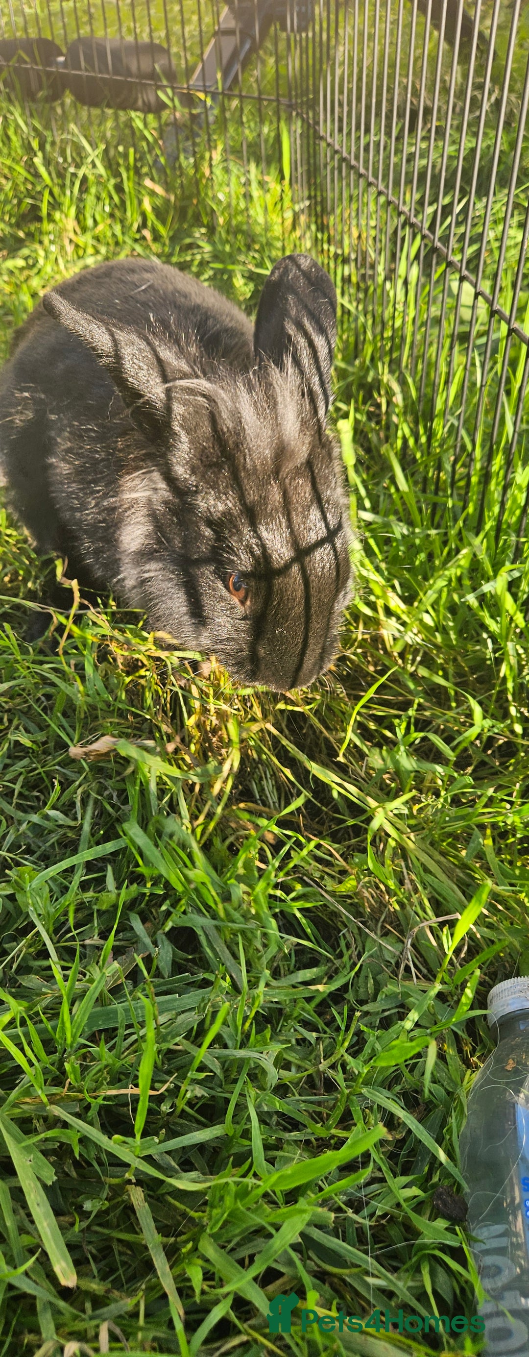 Netherland Dwarf rabbits for sale: 💫💫💫 Lion head rabbit SOLD💫💫 - Image 5