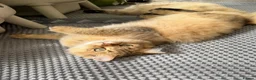 British Longhair cats for sale: ✨TICA REGISTERED GOLDEN LONGHAIR KITTENS✨ - Advert 8