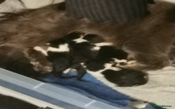 Mixed Breed cats for sale: 12 week male kittens  - Image 3