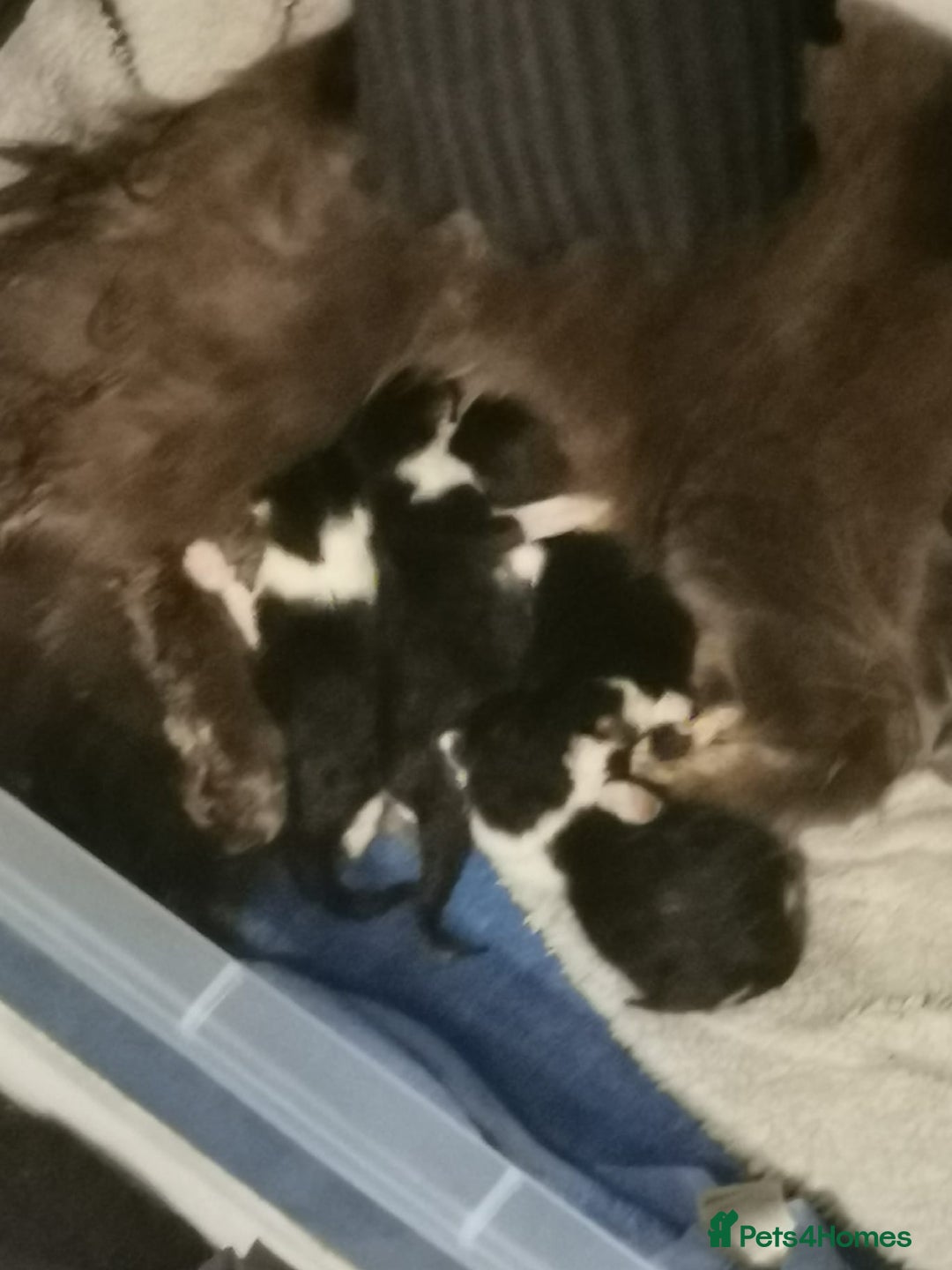 Mixed Breed cats for sale: 12 week male kittens  - Image 3