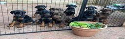 Dobermann dogs for sale: Health and heart tested RKC Dobermann puppies. - Advert 3