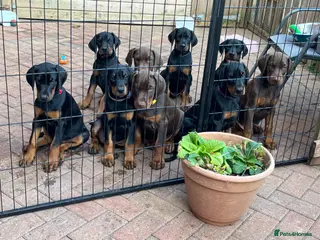Dobermann dogs Health and heart tested RKC Dobermann puppies. - Advert 13
