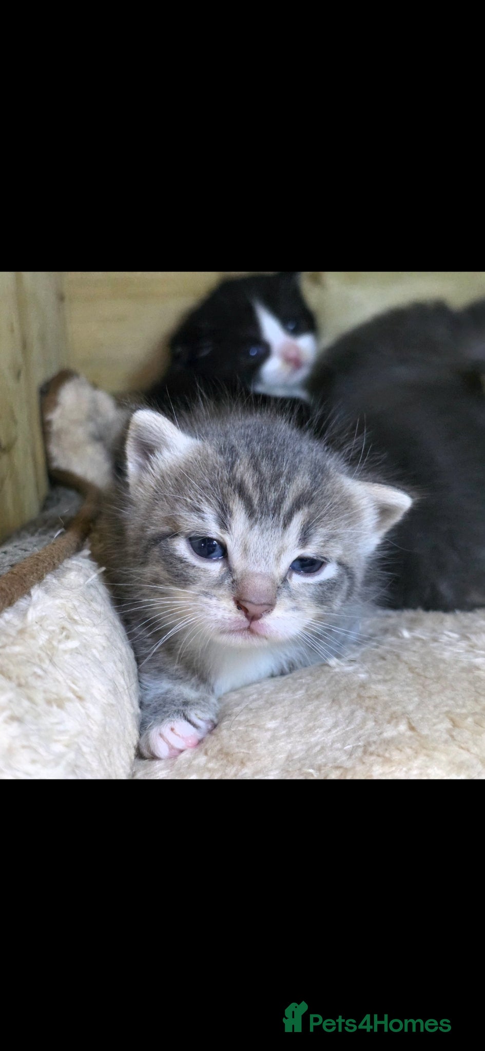 Mixed Breed cats for sale: Tabby farm kittens  - Advert 10