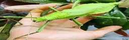 Stick Insects invertebrates for sale: Giant Hooded katydid, Jungles nymphs + stick insec in Torquay - Advert 4