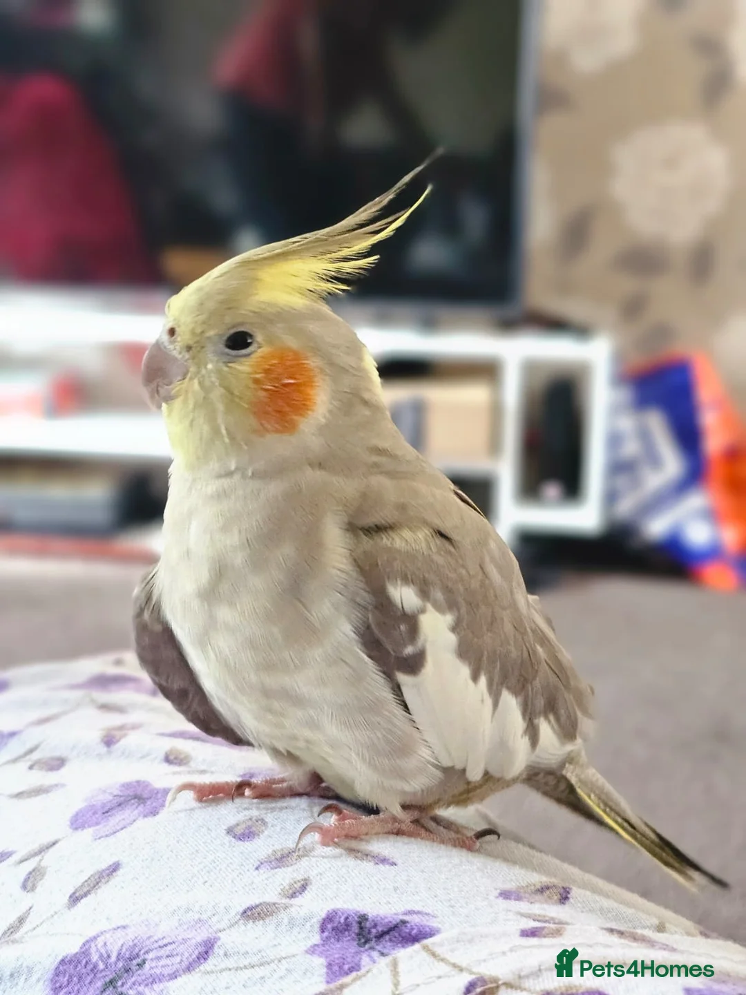 Parrots birds for sale: 2 cockatiel for sale  - Advert 2