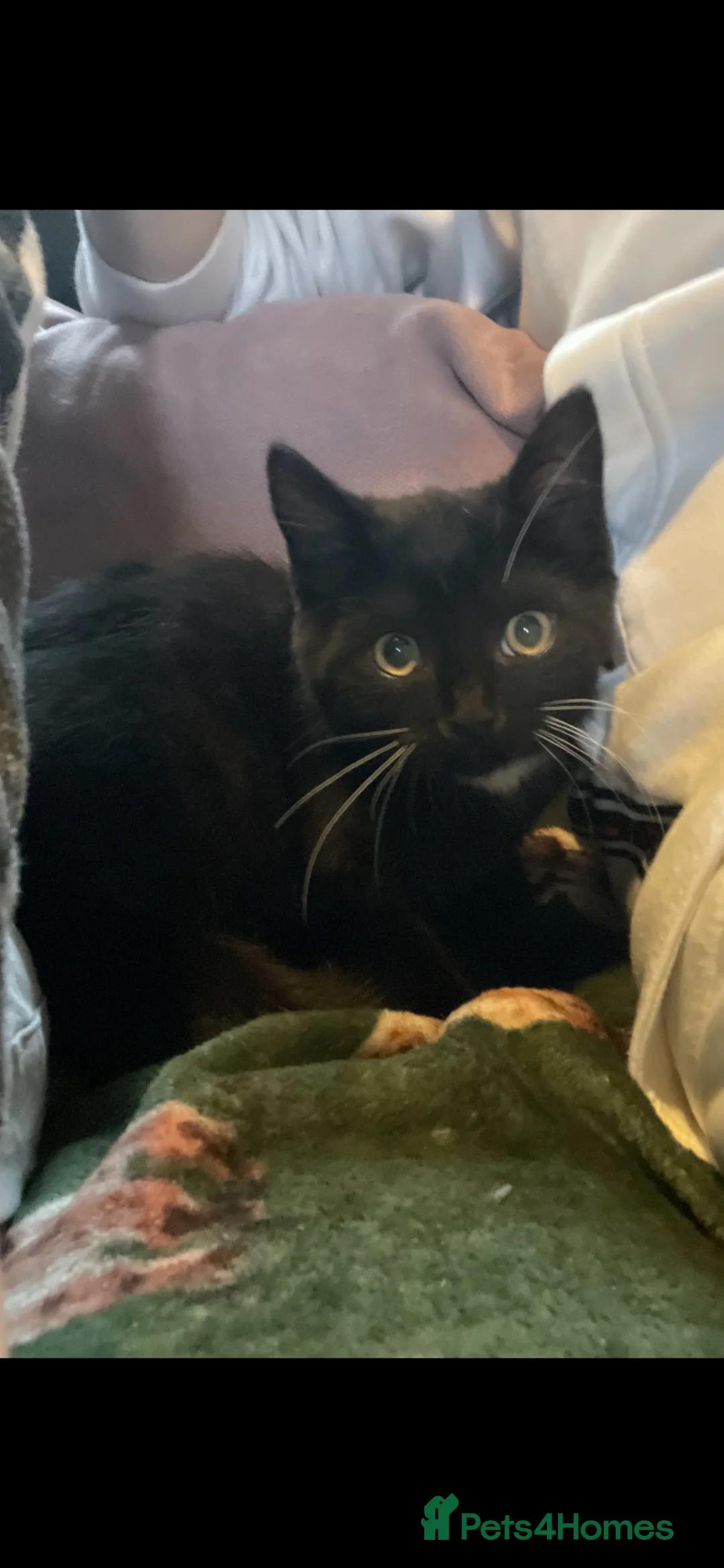 Mixed Breed cats for sale: Beautiful Black Kitten Coconut – 15 Weeks Old 🐾🖤 - Advert 1