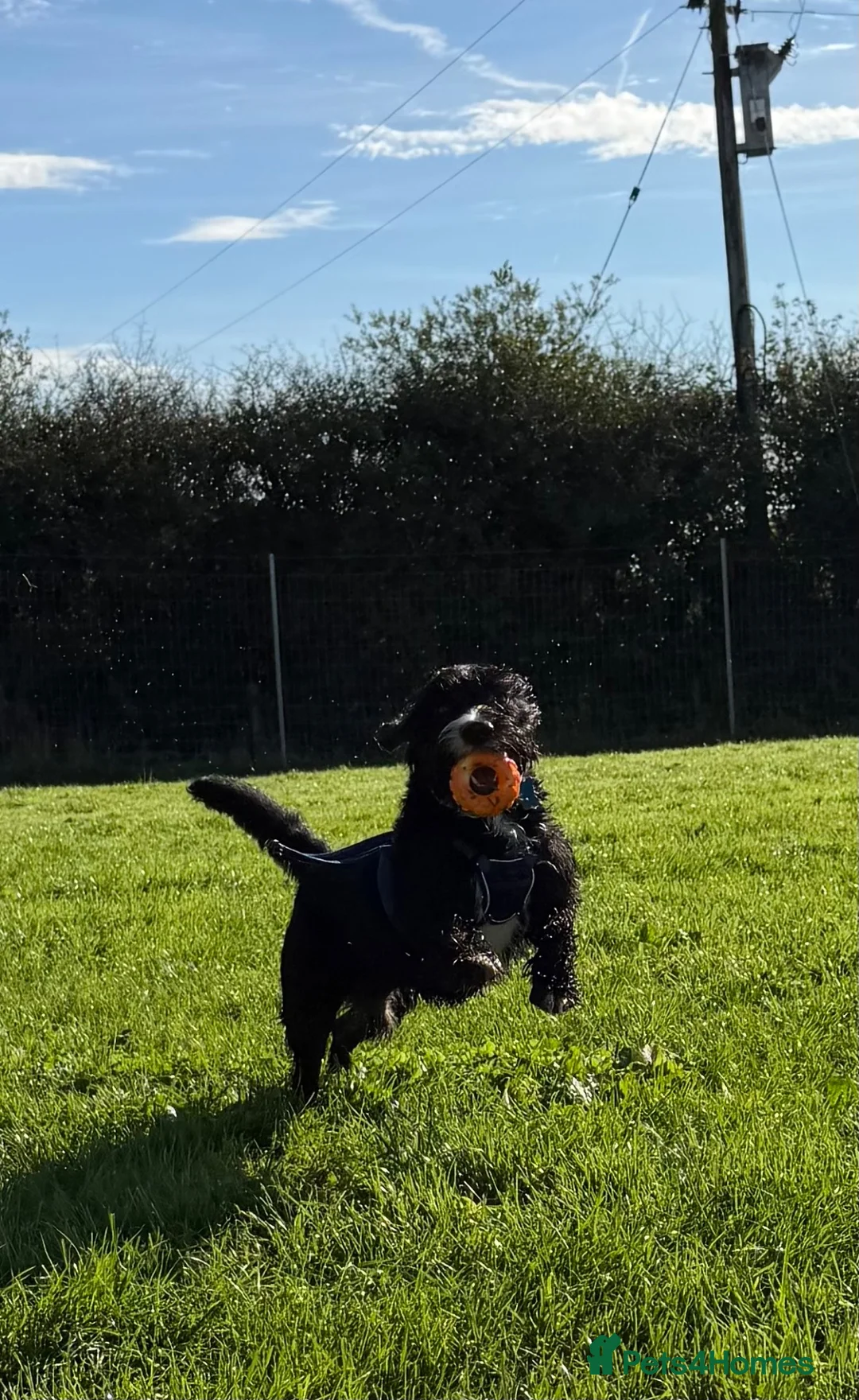 Mixed Breed dogs for sale: Bertie 💙 in Bideford - Advert 4