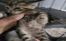 Ragdoll cats for sale: Kittens for sale - Image 27