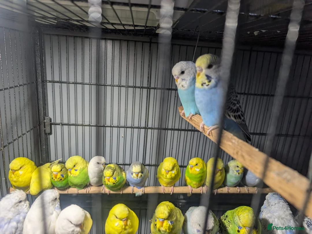 Budgerigars birds for sale: Lovely Group of Budgies  - Advert 11