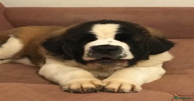 Saint Bernard dogs St.Bernard puppies due late December - Advert 10