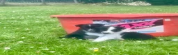 Border Collie dogs for sale: 5 Beautiful Border Collie Puppies  - Advert 23