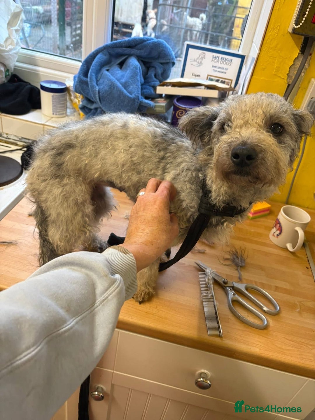 Mixed Breed dogs for adoption: Scruffy- Hingham Norfolk  - Advert 19
