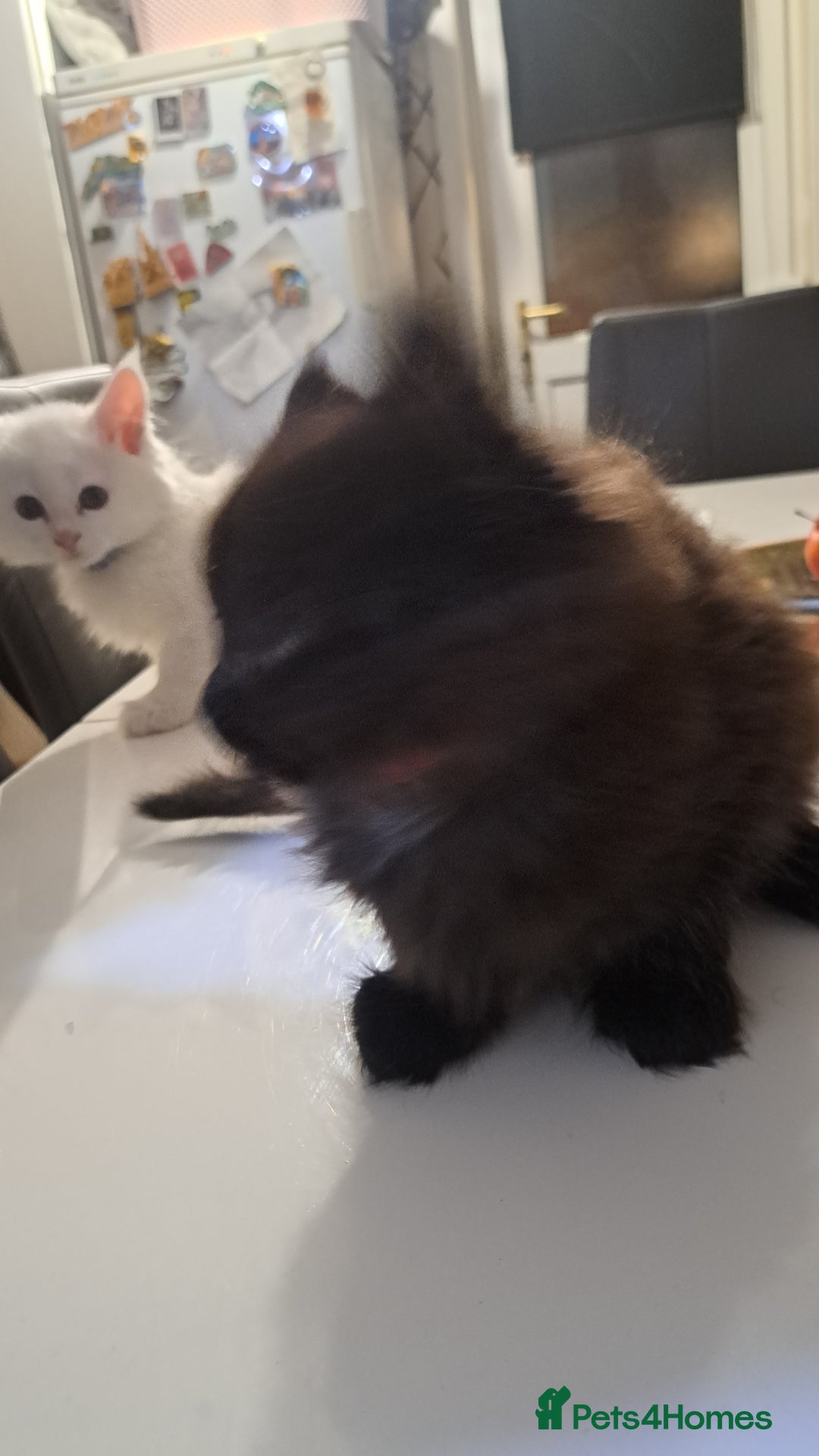 Maine Coon cats for sale: Pedigree maine coon kittens - Advert 6