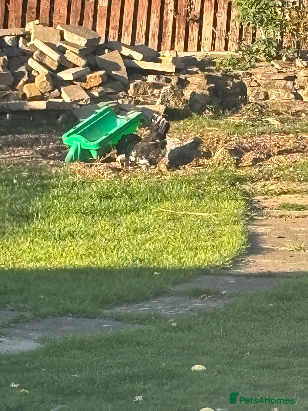 Chickens poultry for sale: Garden hens for sale - Image 3