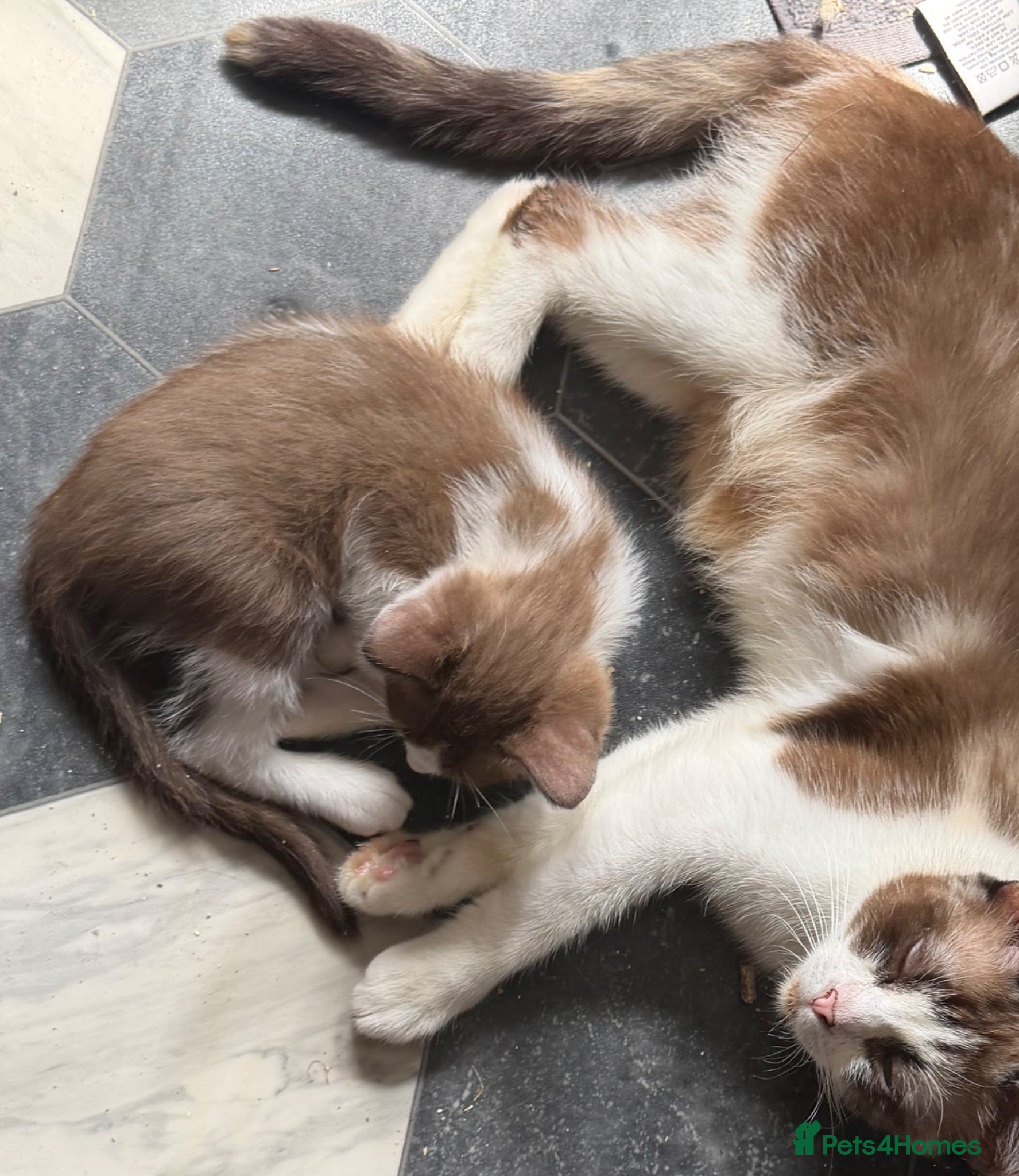 Mixed Breed cats Ragdoll/sphynx mix kitten  - Advert 1