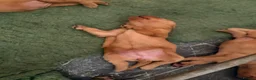 Labrador Retriever dogs for sale: Stocky Fox red labs  - Advert 6