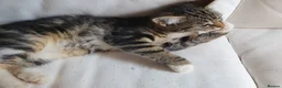 Maine Coon cats for sale: 2 Maine Coon Cross kittens for sale - Advert 10