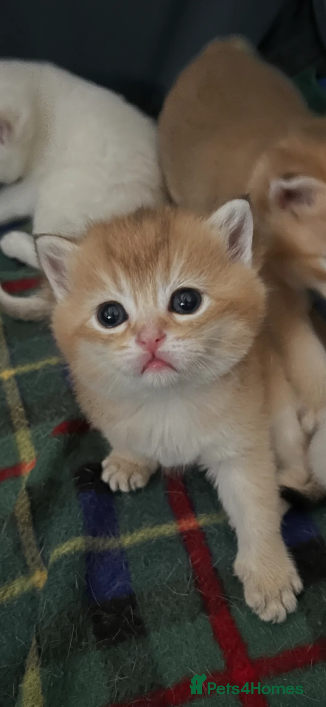 British Shorthair cats for sale: GOLDEN NY12 INTERNATIONAL CHAMPION BLOODLINE  - Advert 2