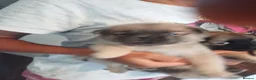 Mixed Breed dogs for sale: Chugs  in Tipton - Advert 4