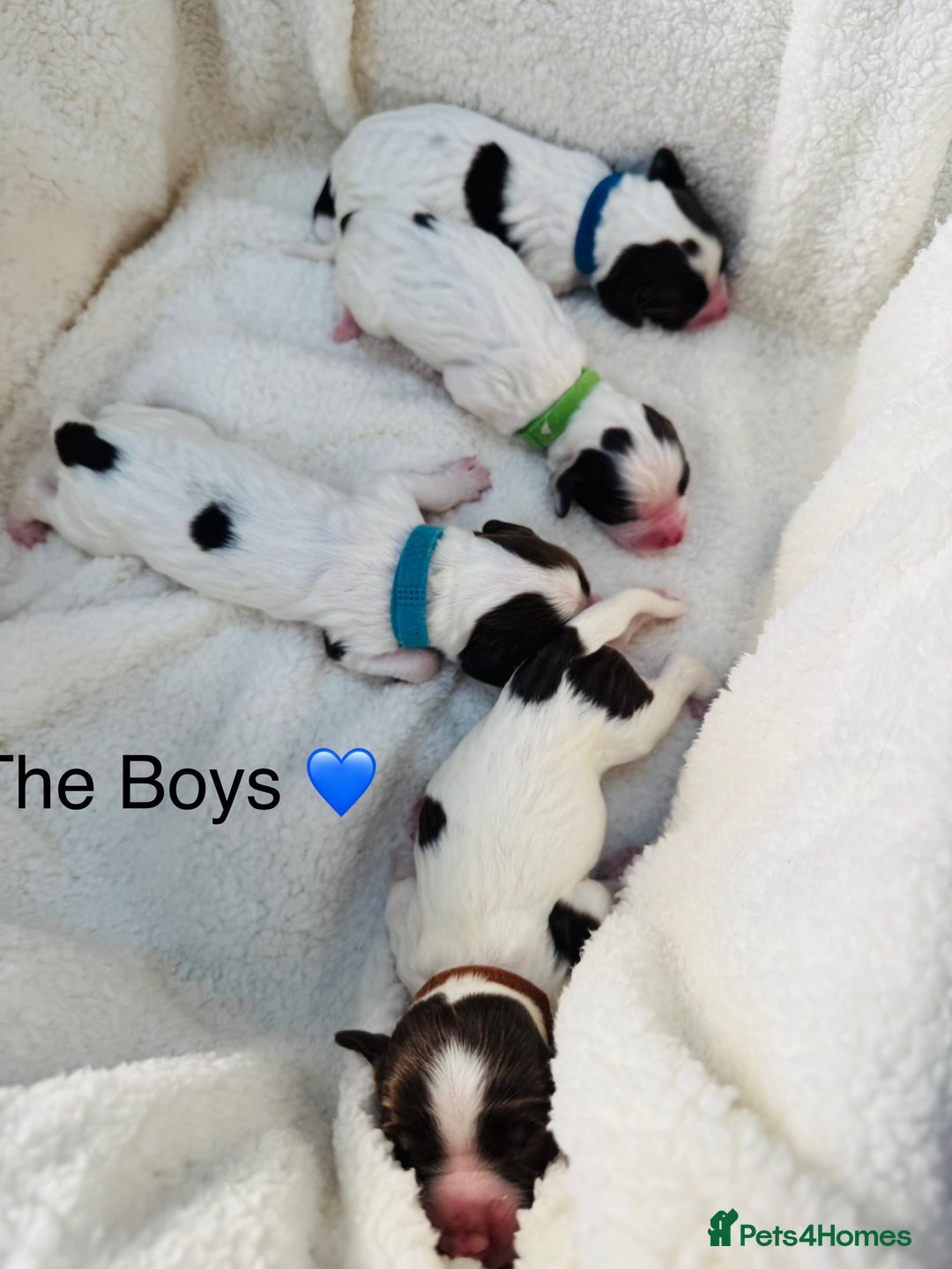English Springer Spaniel dogs for sale: KC Quality English Springer Spaniels - Image 26