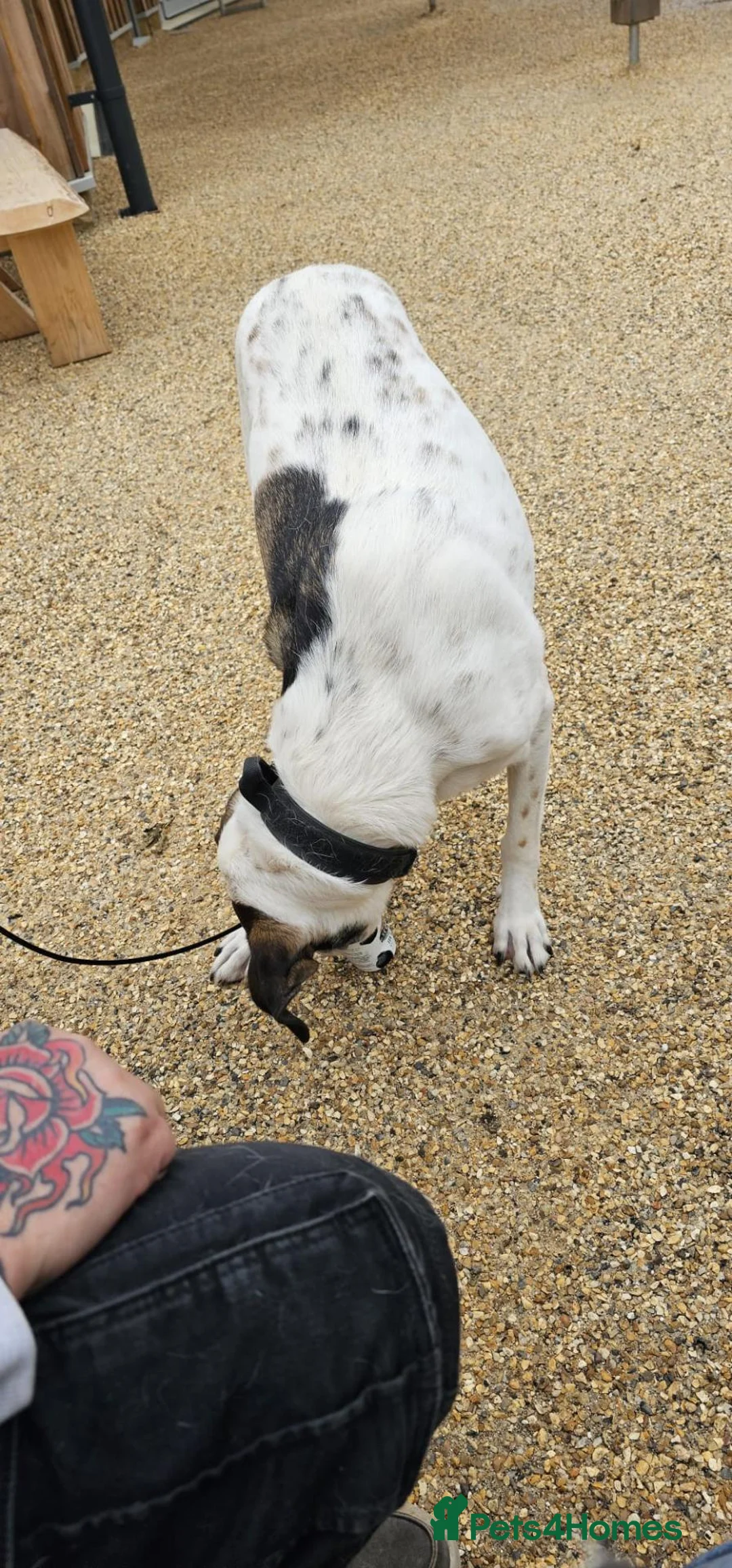 Mixed Breed dogs for adoption: Georgia & Tank, Available for adoption. - Advert 2