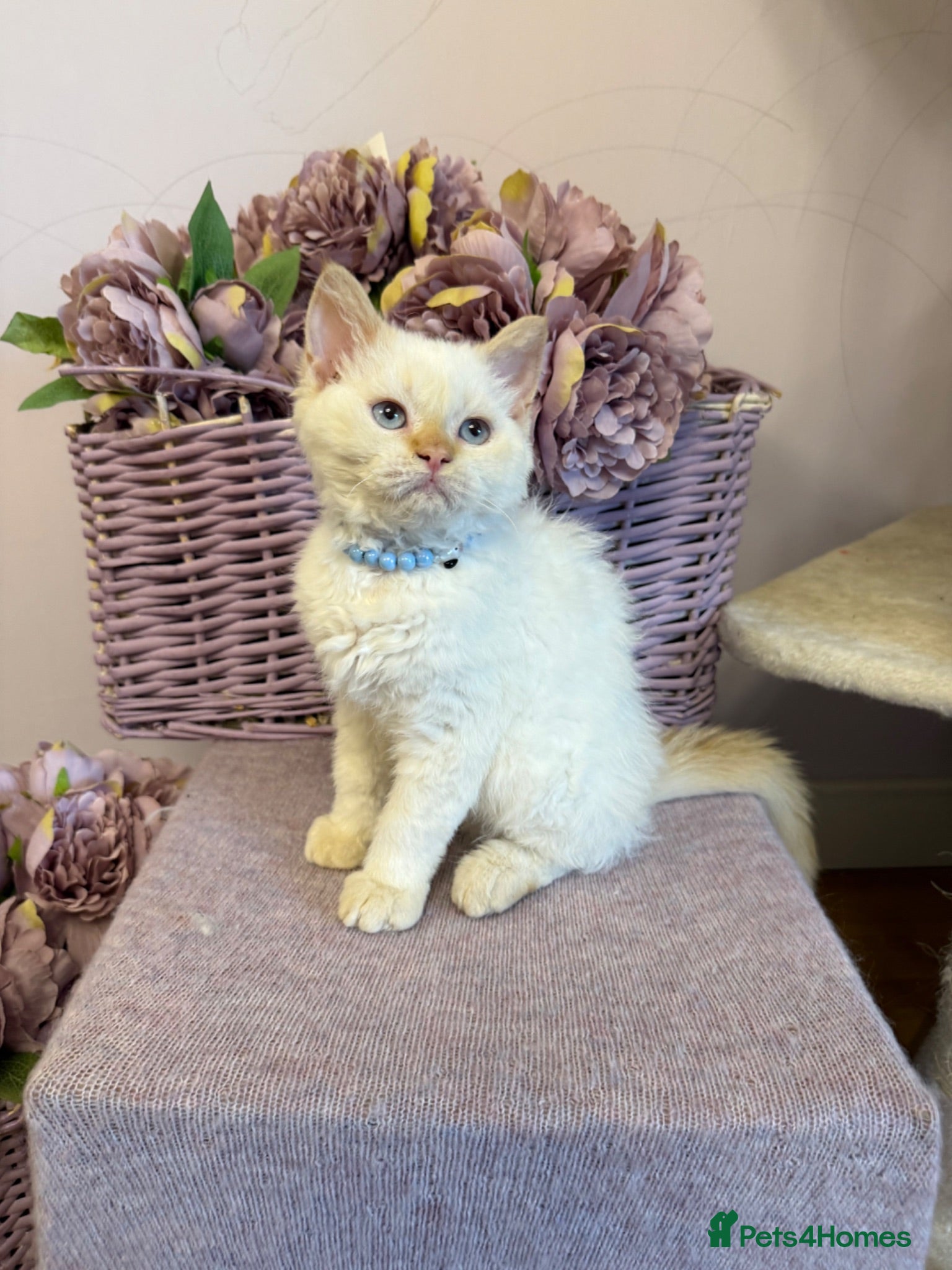 Selkirk Rex cats Selkirk rex kittens!ONE CURLY KITTEN LEFT! - Advert 1